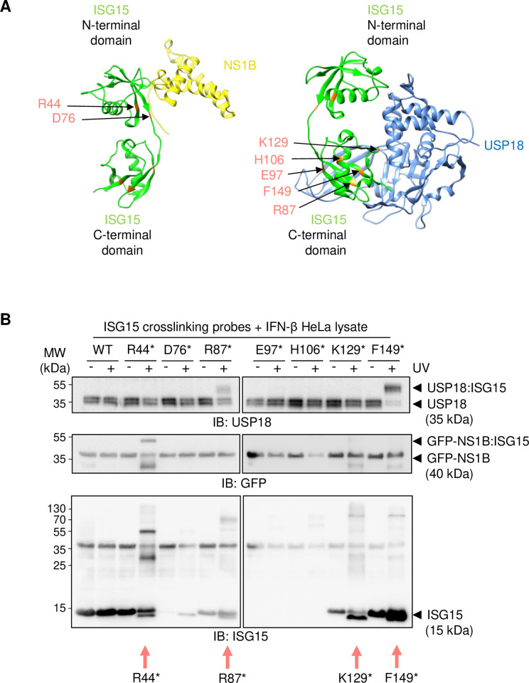 Figure from 'Site‑selective photo‑crosslinking for the characterisation of transient ubiquitin‑like protein‑protein interactions' (PLoS ONE, 2025). Example photo‑crosslinking data and mapped interaction sites illustrating capture of transient, non‑covalent contacts between ubiquitin‑like modifiers and receptor domains — relevant to mapping weak recruitment events at DNA double‑strand breaks.