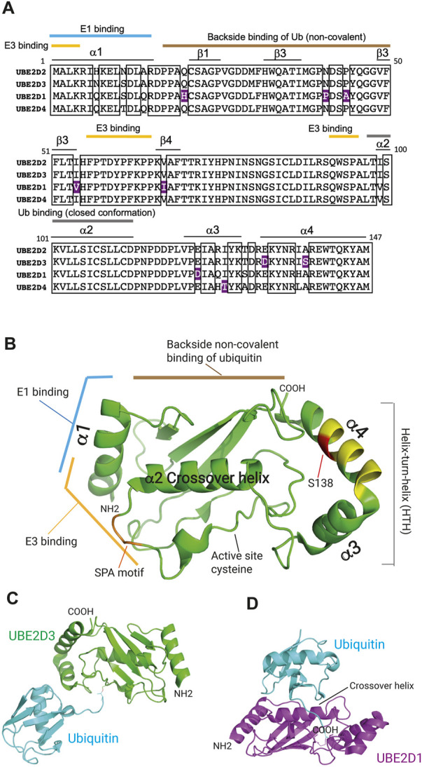 Figure illustrating structure and functional roles of UBE2D-family E2 enzymes and schematic models of E2–E3–substrate relationships relevant to DSB repair (useful as an open‑access depiction of E2 enzyme mechanisms and context for interrogating which E2s bias repair‑pathway choice). Source: 'The UBE2D ubiquitin conjugating enzymes: Potential regulatory hubs in development, disease and evolution' (PMC9790923).
