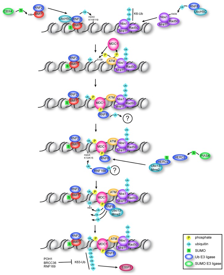 Review figure summarising ubiquitin/UBL proteases in DNA repair (open access review figure; see PMC article).
