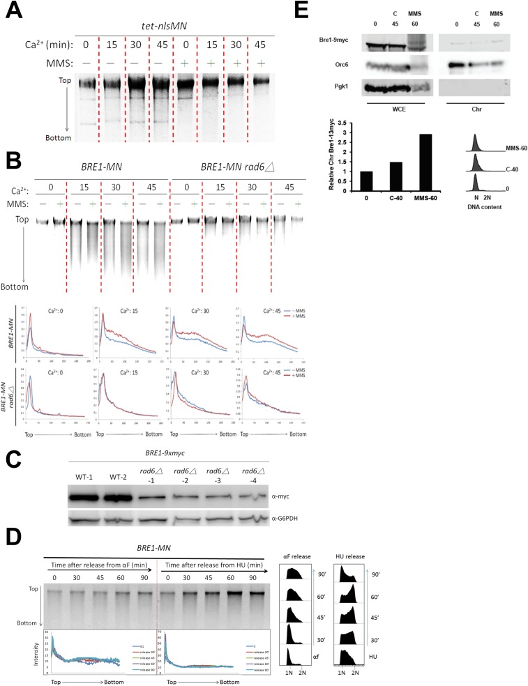 Figure(s) from: "Monoubiquitylation of histone H2B contributes to the bypass of DNA damage during and after DNA replication" — shows H2Bub1 dynamics and chromatin context relevant to DNA‑damage responses and redistribution of H2Bub1 after genotoxic stress.