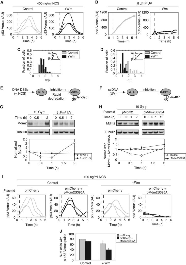 Representative single-cell p53 traces and promoter responses (from Batchelor et al., Mol Syst Biol 2011; Hanson et al., J Cell Biol 2019).