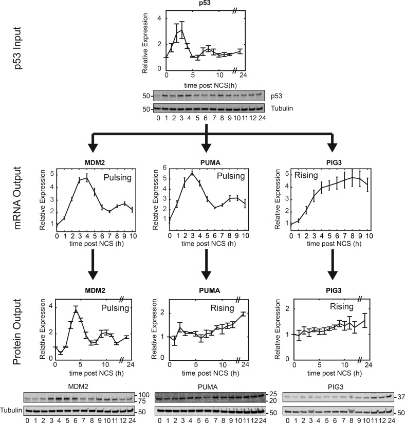Filtering of p53 pulses by target-gene stability and effects on fate decisions (Hanson et al., J Cell Biol 2019; Venkatachalpathy et al., Mol Syst Biol 2025).