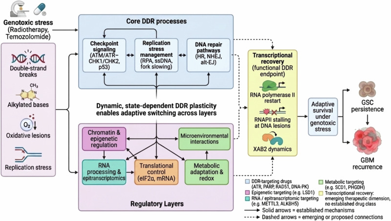 Published scientific figure relevant to Transcriptional stress, coupled repair and p53 activation.