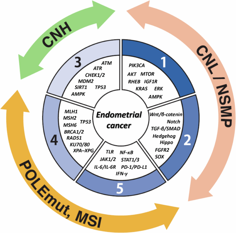 Model and experimental evidence linking MSH2–MSH6 to DNMT1 recruitment at oxidative damage sites (from Ding et al., J Mol Cell Biol. 2016).