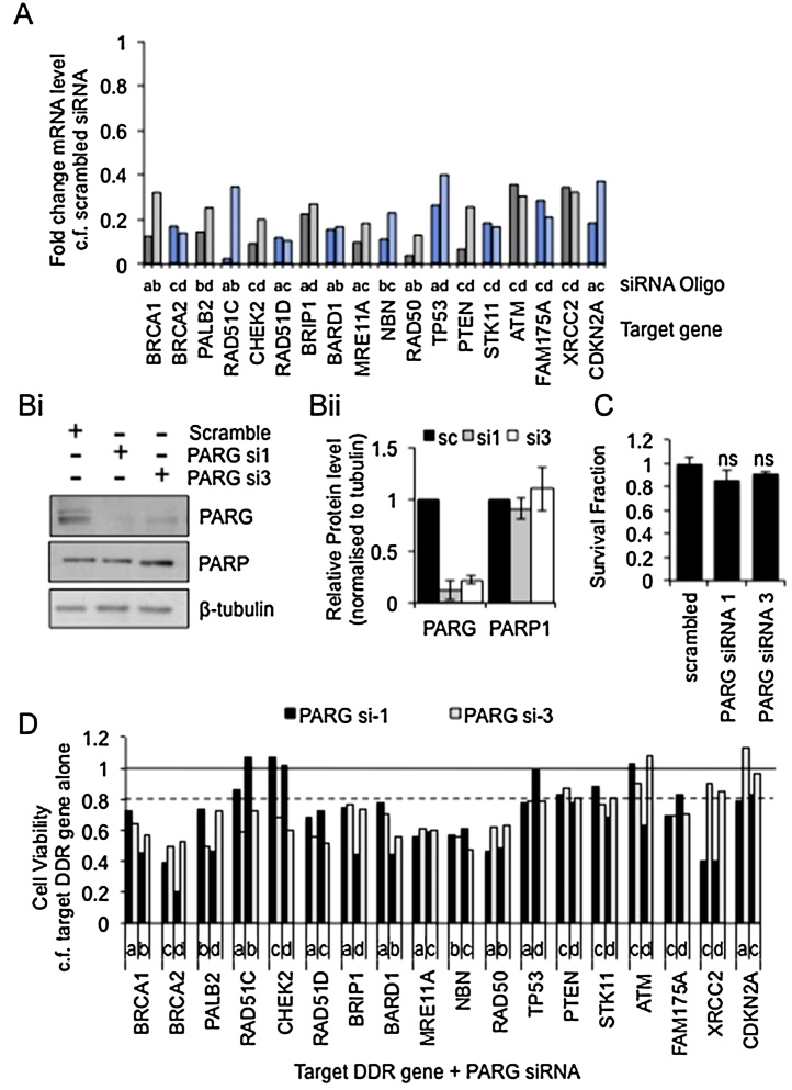 DNA Replication & Repair Group research