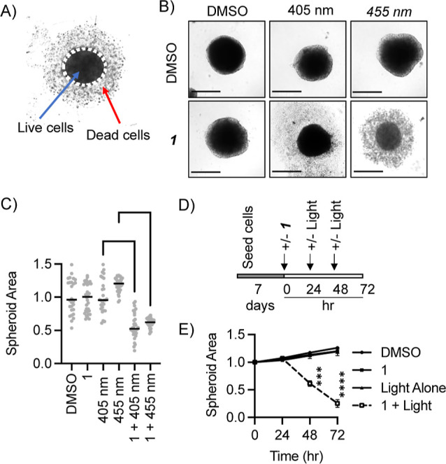Visible-light phototoxicity of a photostable iridium(III) photosensitiser in cancer cells and three-dimensional models.