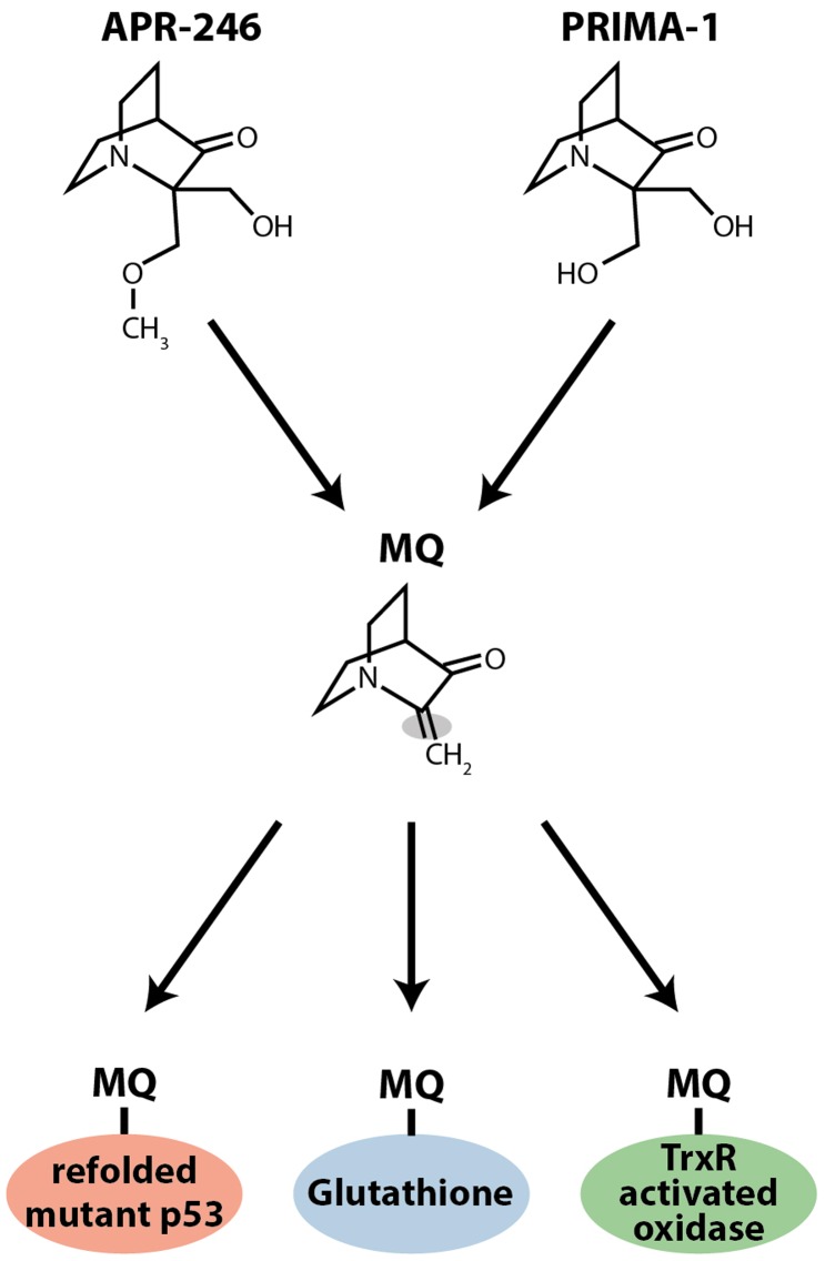 Figure 1 from 'Targeting of Mutant p53 and the Cellular Redox Balance by APR‑246 as a Strategy for Efficient Cancer Therapy' (schematic and experimental data linking APR‑246/MQ activity to thioredoxin reductase targeting and redox perturbation).