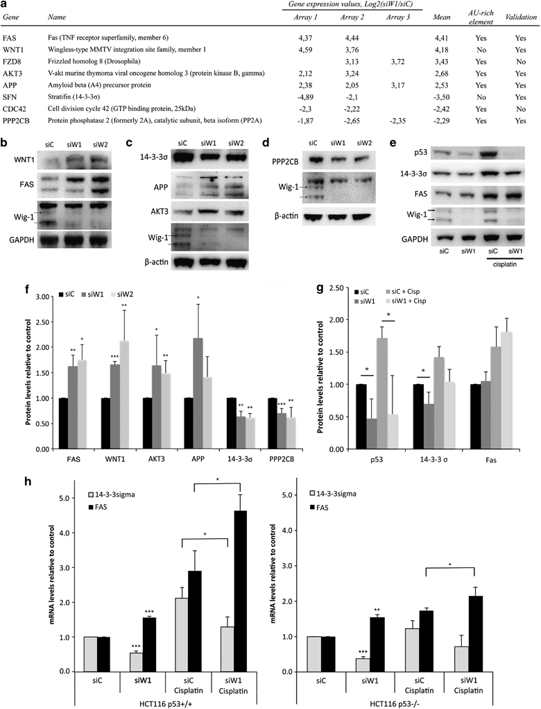 Figure 4 from 'Wig‑1 regulates cell cycle arrest and cell death through the p53 targets FAS and 14‑3‑3σ' (experimental data showing Wig‑1 effects on p53 target genes involved in cell‑cycle arrest and apoptosis).
