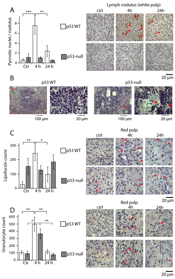 Representative data from functional p53 study showing damage markers and tissue response (open-access figure from PMC3710475).