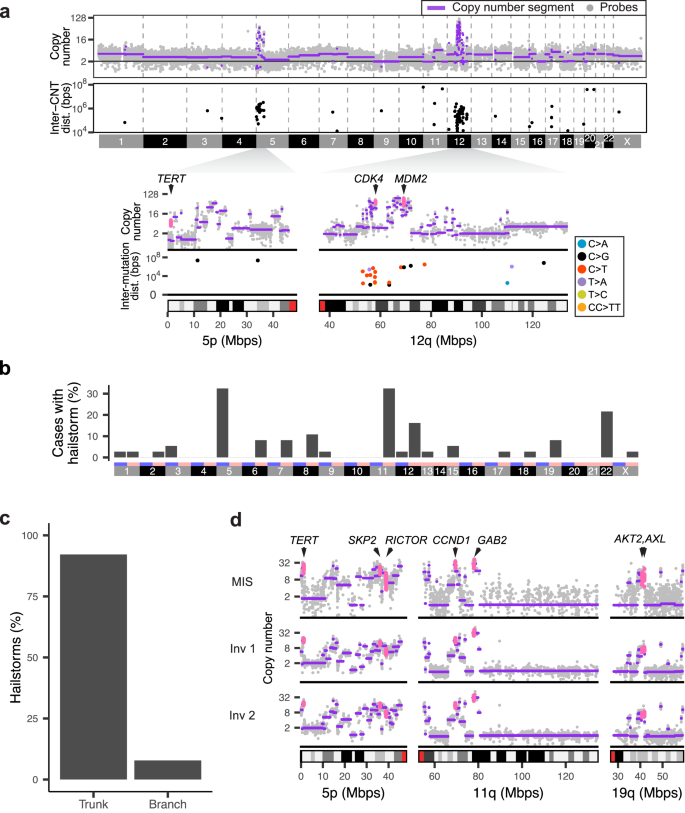 Figure 1 from Wang et al., Nature Communications (2024) — example copy‑number profiles showing clusters of copy number transitions ('hailstorms') in acral melanoma. (Nature Communications, open access article page.)