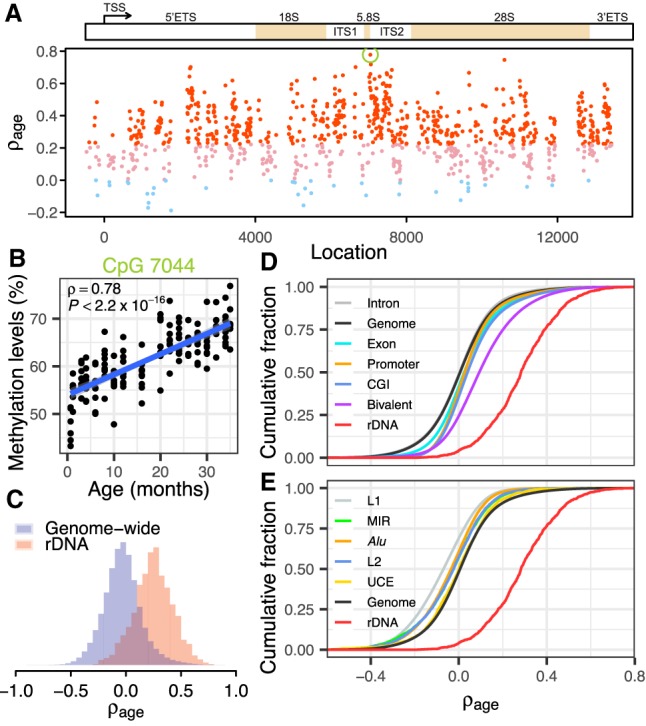 Figure from 'Ribosomal DNA harbours an evolutionarily conserved clock of biological aging' (Genome Research) — rDNA‑based age analyses (publisher figure page).