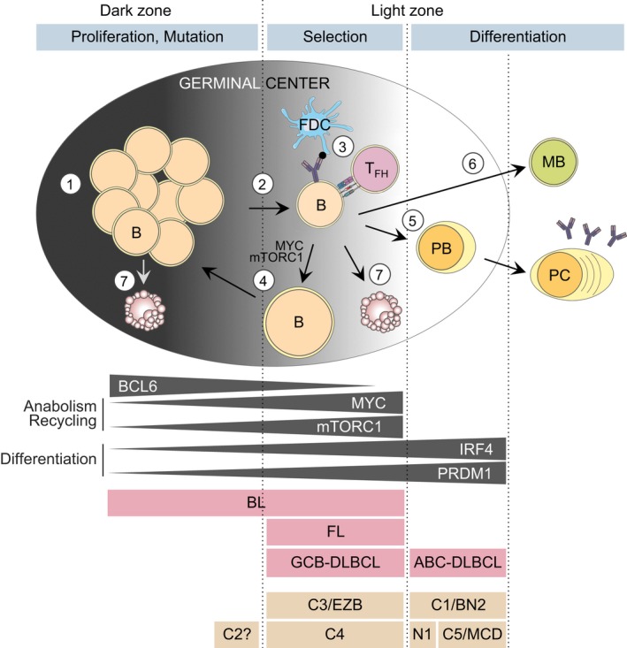Open-access figures illustrating BTG1-driven competitive fitness and lymphoma development.