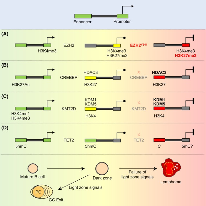 Open-access overview figures connecting germinal-centre biology with lymphoma evolution and therapeutic opportunities.