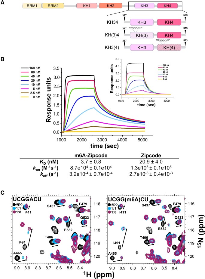 Scientific figure relevant to Function and redundancy of m6A reader proteins.
