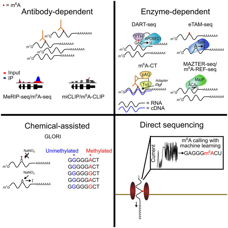 Review figure/summary (Studying m6A in the brain) that highlights genetically encoded m6A-sensor approaches including GEMS and places them in context of live-cell imaging methods for m6A dynamics.
