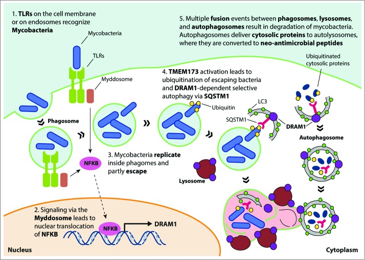 Figure(s) from Nagata et al., 2015 (PMC4502683) showing DRAM1 subcellular localization to lysosomes and effects on autophagy — relevant to lysosome–ER contact and DRAM1-driven changes in organelle structure and calcium/ER stress biology.