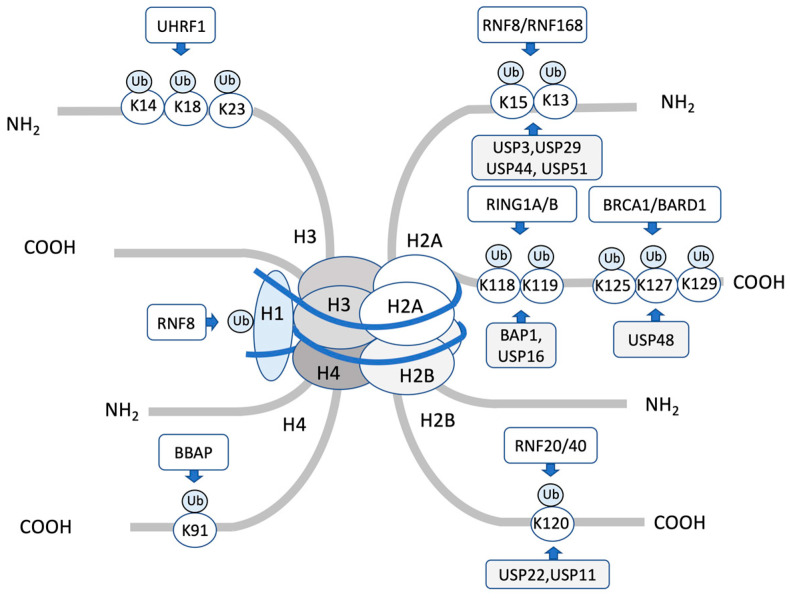 Figure 1 from 'DNA Damage Response Regulation by Histone Ubiquitination' (Int. J. Mol. Sci., 2022) — schematic overview of histone ubiquitination events at DNA double-strand breaks and roles of E3 ligases and DUBs in repair-pathway choice (used to illustrate substrate/chain architecture recognition and functional consequences).