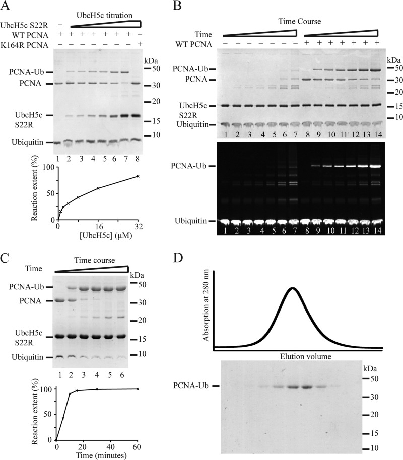 Figure 1 from 'Intrinsic Flexibility of Ubiquitin on Proliferating Cell Nuclear Antigen (PCNA) in Translesion Synthesis' (PMC3493961) showing structural/biochemical data on ubiquitinated PCNA relevant to regulation of PCNA ubiquitylation and downstream lesion bypass.