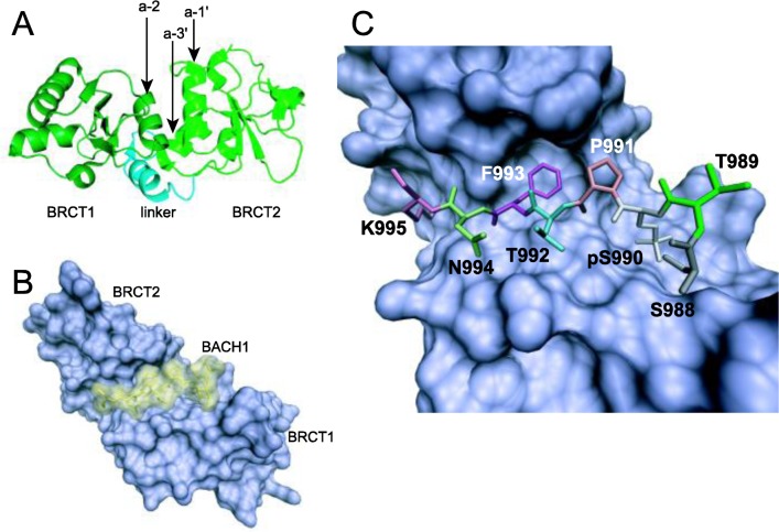 Figure 4 from 'Structure-Function of the Tumor Suppressor BRCA1' (review, PMC3380633) — structural view of BRCT tandem repeats and peptide recognition pockets, useful for understanding BRCA1 partner interfaces and binding architecture relevant to repair-assembly function.