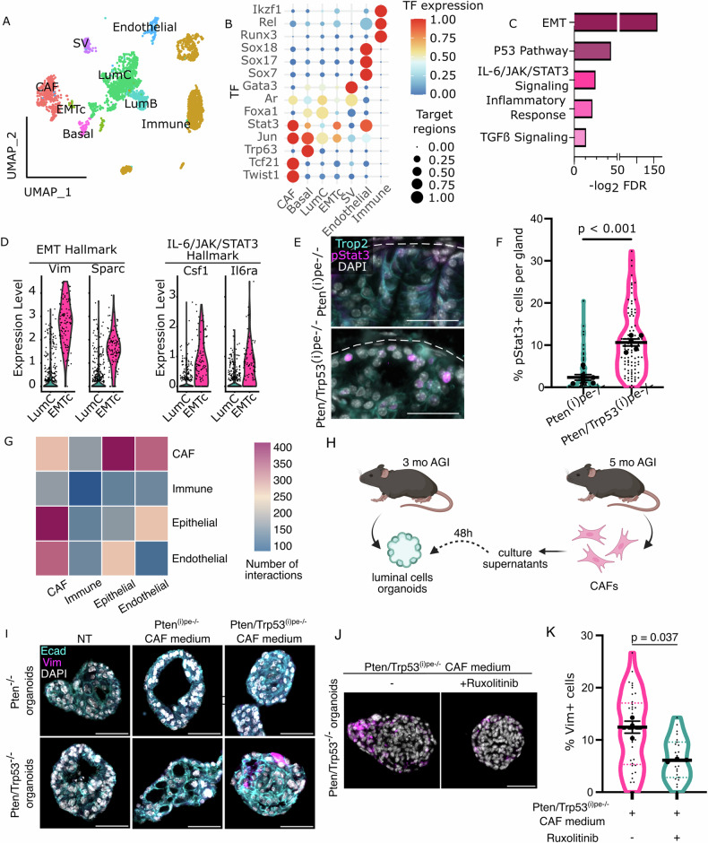 Histological and marker evidence of EMT and transformed regions from the PB‑Cre;Ptenfl/fl;TP53fl/fl prostate model (figure from PubMed Central).
